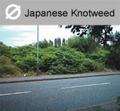 Japanese Knotweed